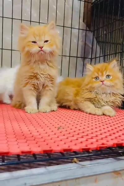 Persian cat triple cod for sale,my WhatsApp 03464644037