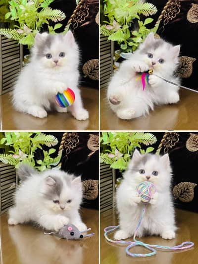 Persian Kittens Available for Sale – Healthy & Active