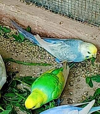 rainbow budgies