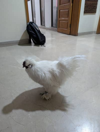 silkie chicks for sale