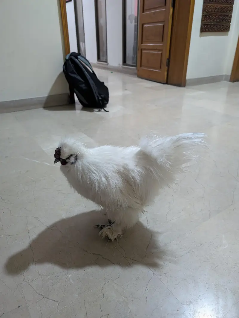 silkie and shamoo chicks for sale — photo 7