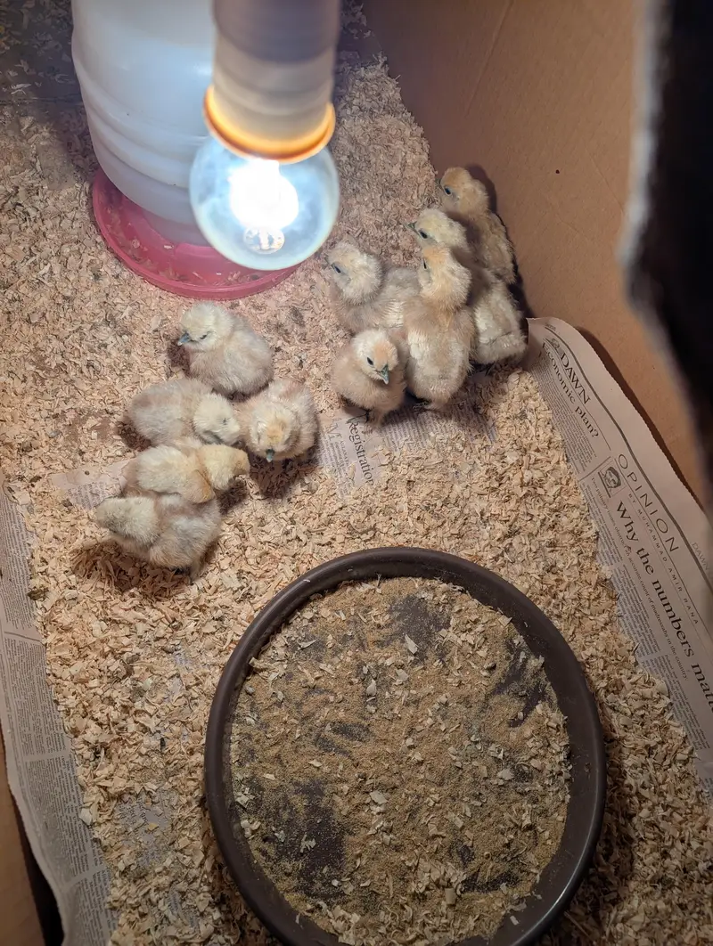 silkie and shamoo chicks for sale — photo 2