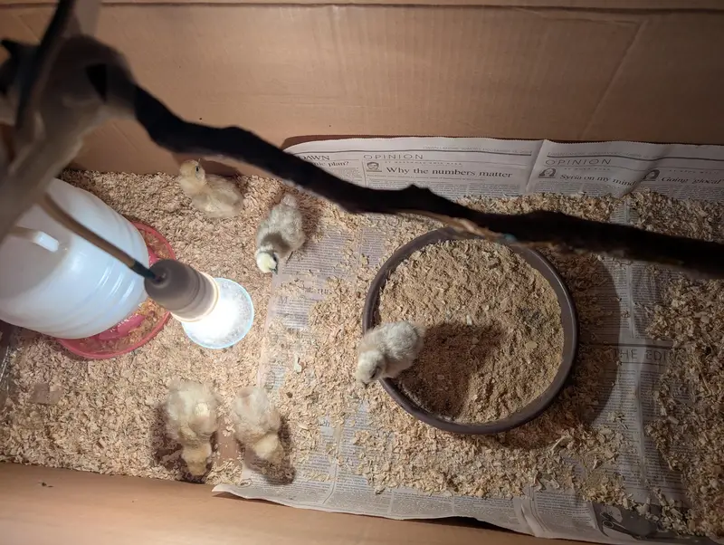 silkie and shamoo chicks for sale — photo 4