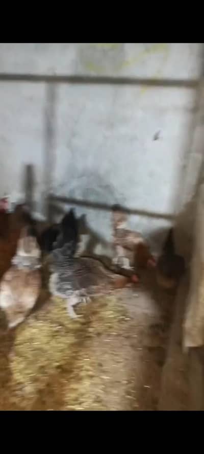 Desi Hens