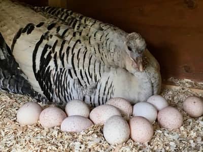 Turkey Fertile Eggs Available for sale
