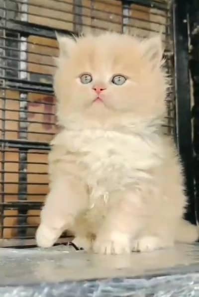 Persian cat triple cod for sale,my WhatsApp 03464644037