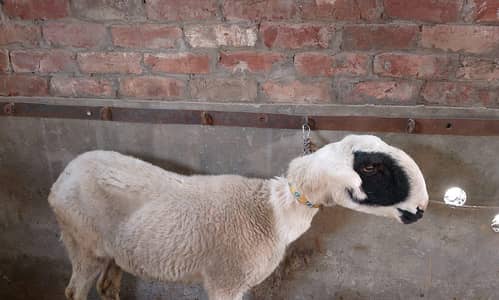 Mundare female Dface Arjunt sale