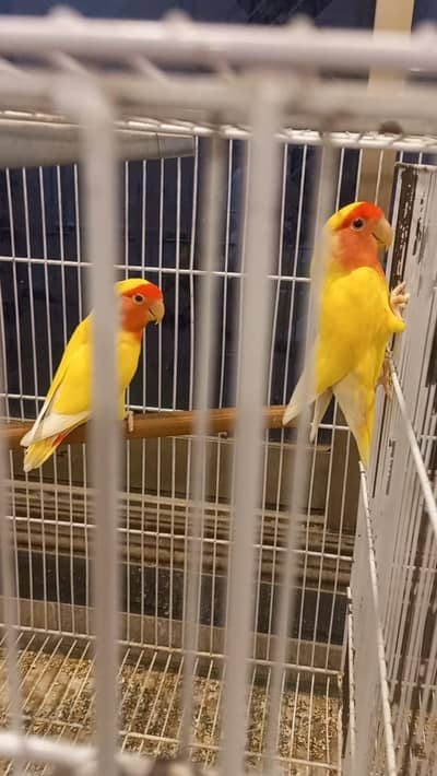 Love bird for sale