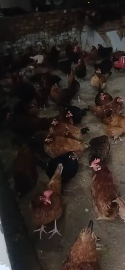 انڈے دینے والی مرغیاں دستیاب  