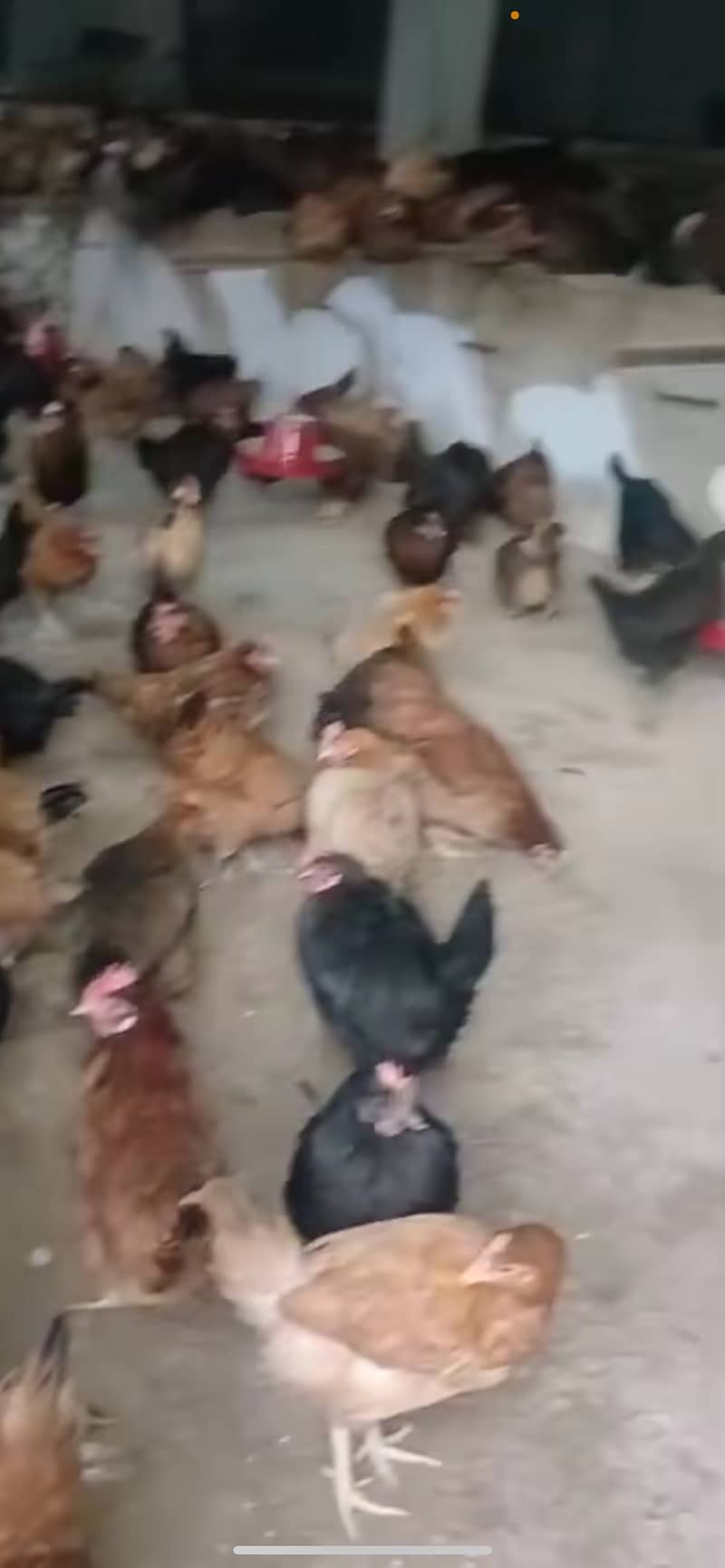 انڈے دینے والی مرغیاں دستیاب   1