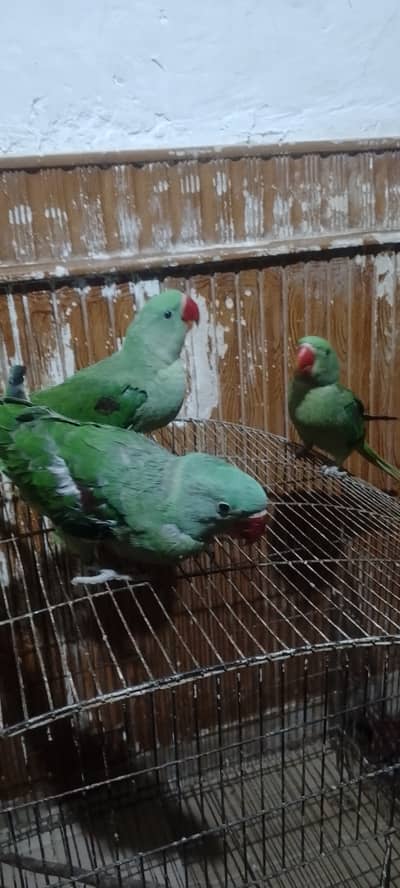 Seling raw parrotts