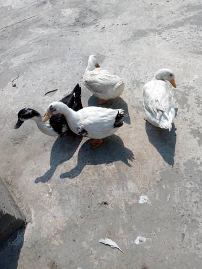 4 ducks 1 male or 3 females