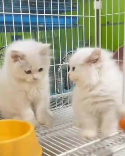 Persian cat triple cod for sale,my WhatsApp 03464644037