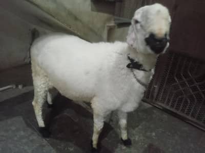 mundra dumba  for qurbani 2026