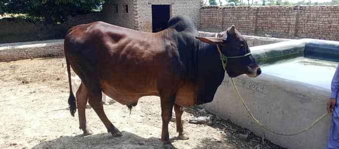 cows sale krna ha jo lena chahta rabta kry