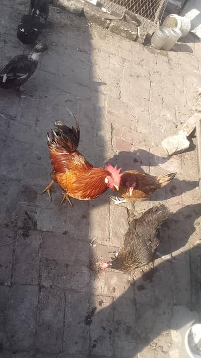 selling hen 