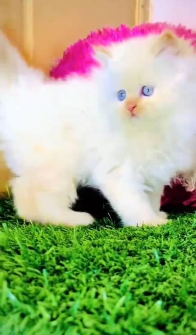 Persian cat triple cod for sale,my WhatsApp 03464644037