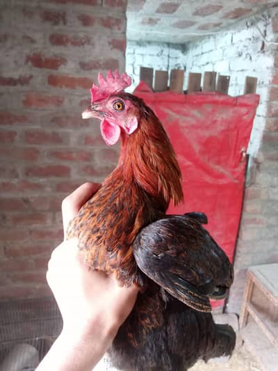 Golden Misti chickens are available for sale.