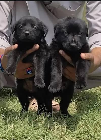 German Shepherd puppy | Long Coat puppies | Dog For Sale | GSD