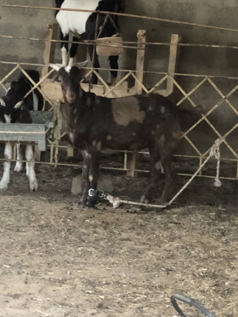 Bakra blade khassi 1