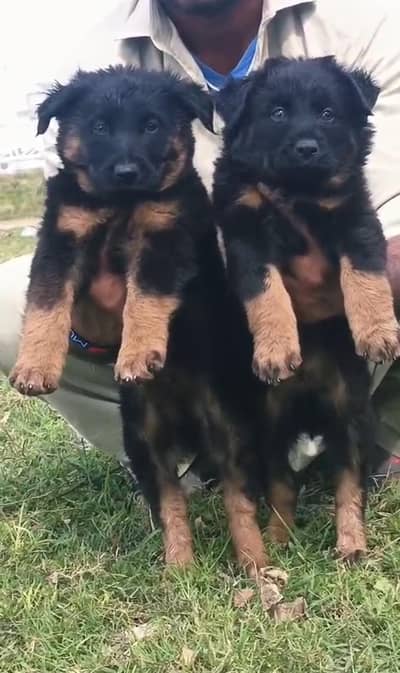 German shepherd | Puppy | GSD | Dog for sale | Long coat Puppy