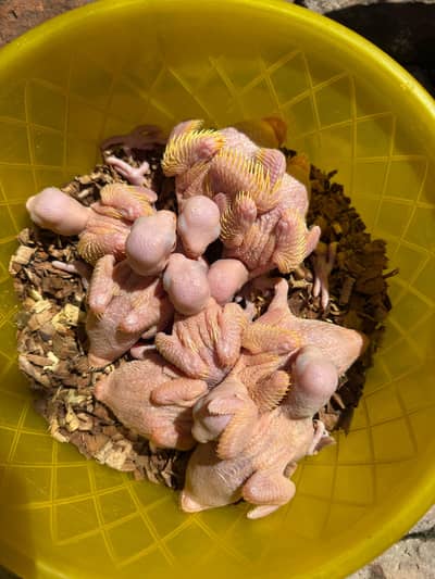 Yellow ring neck chick