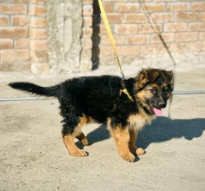 German shepherd puppies for sale healthy 0326=6549136