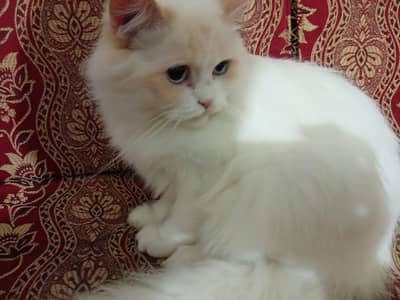 Persian cat for sale