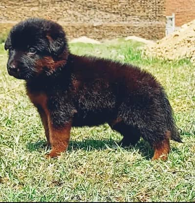 German shepherd | Puppy | GSD | Dog for sale | Long coat Puppy