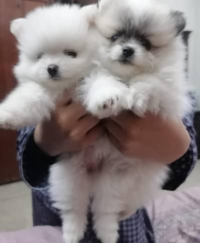  Premium Pedigree Female Pomeranian Puppies Available 