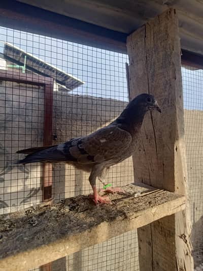 cheena teddy 3 Kali ka bacha healthy active