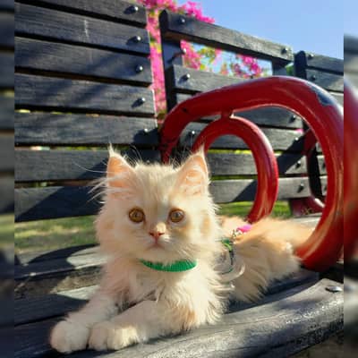 Persian Penta coat  Male kitten