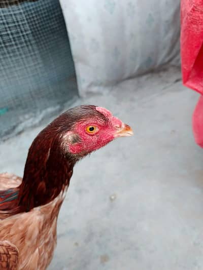 Aseel breeding Murghi