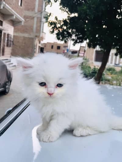 kittens pair available for sale