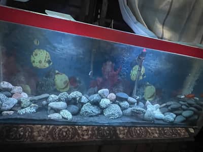 4 feet tank with filter heater light air pump decoration and fish etc