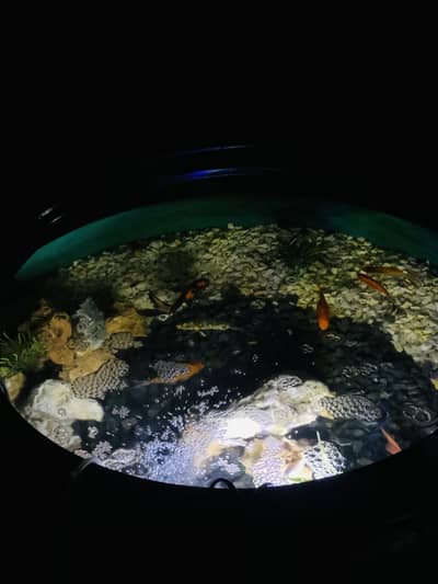 New Table Tyre Aquarium For Sale