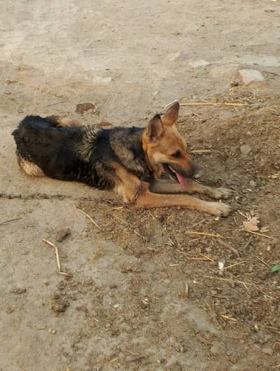 German Shepherd puppy for sale 03251923475 Whatsapp number