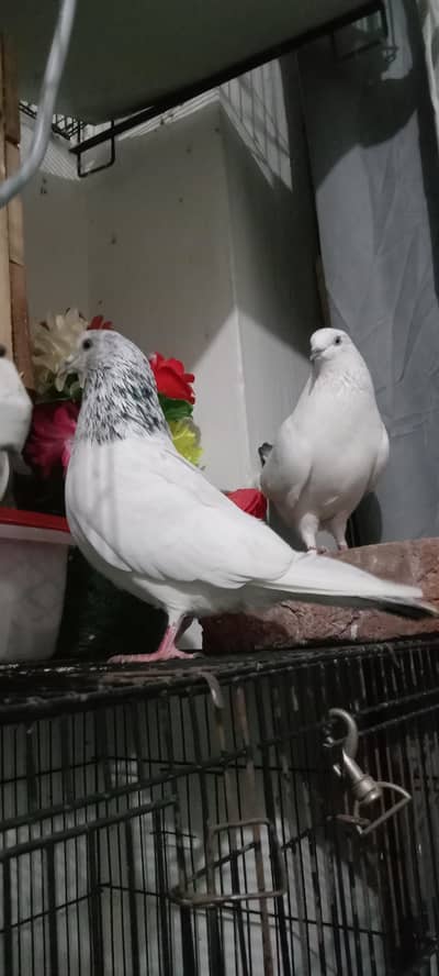 Motiwala Chua Male and Vehshi female