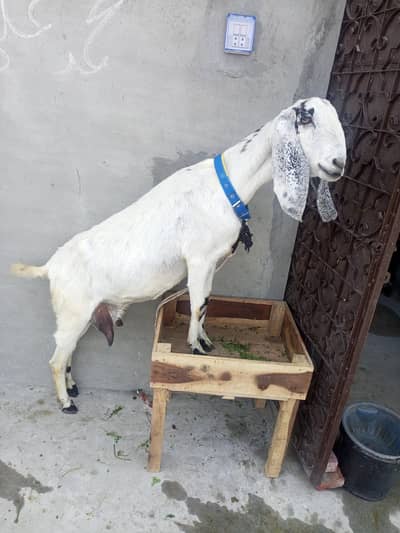 Desi Bakri with one Male kid Brown . . & one Extra Female Kid Healthy