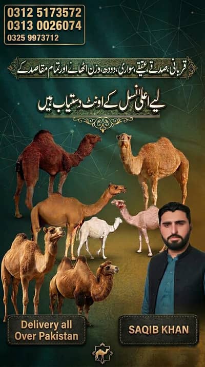 Bulls and Camels available for qurbani