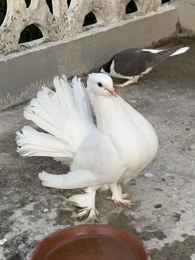 Beautiful Fancy Pigeons