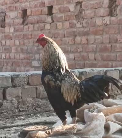 young male. and chicks