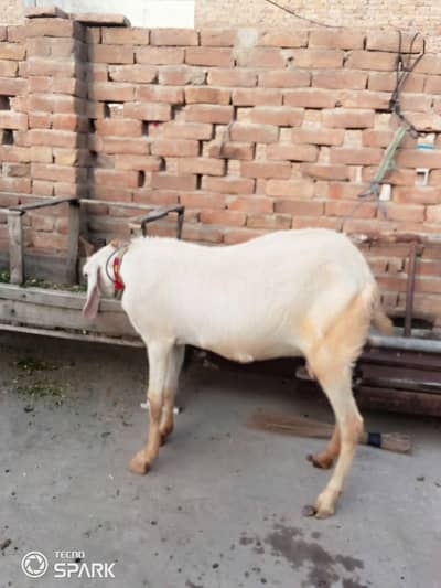Goat for qurbani