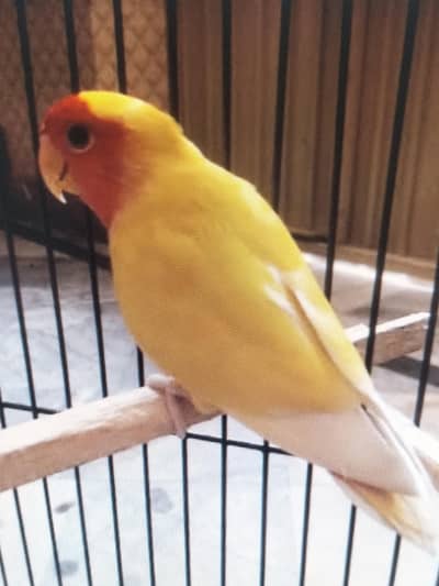 5 complete pairs Latino love birds