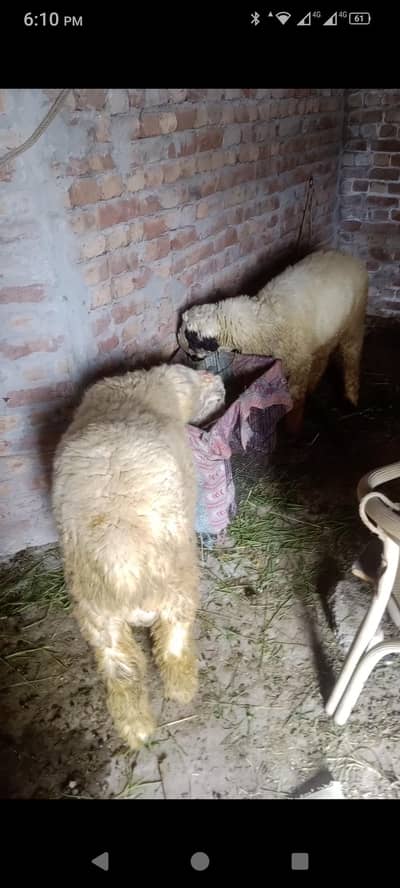 1 sheep for sale