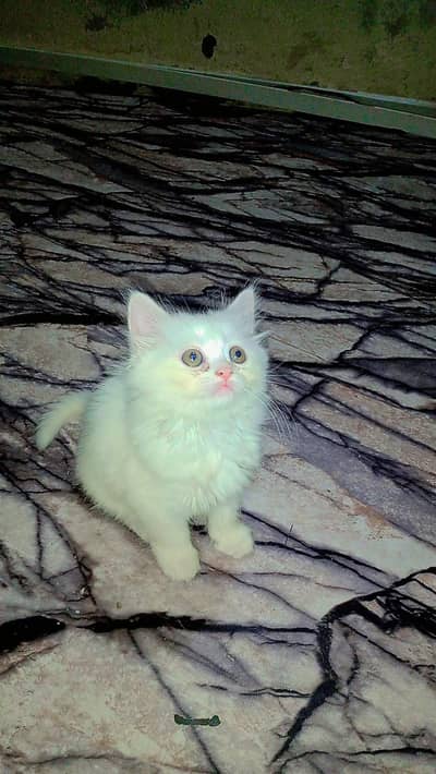 persian kitten    for sale