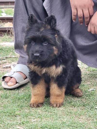 triple coat gsd lowbak female available for sale