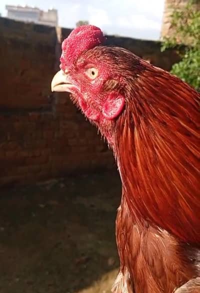 aseel high quality birds for sale