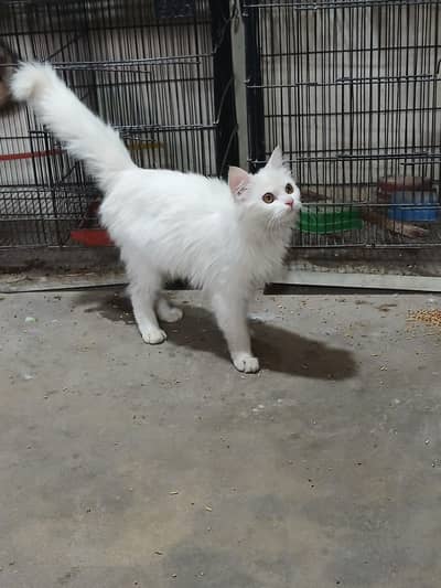 persian female cat