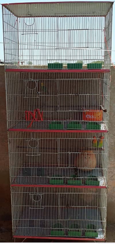1 Fisher Breeder Pair + 1 Green Budgie + 4 Portion Cage